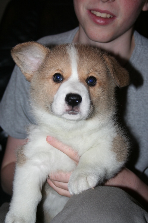 Puppies
